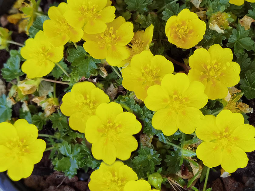 Potentilla verna ‘Nana’